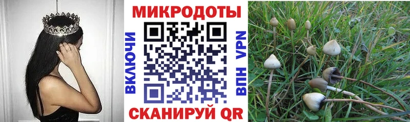Галлюциногенные грибы Psilocybe  Каменногорск 